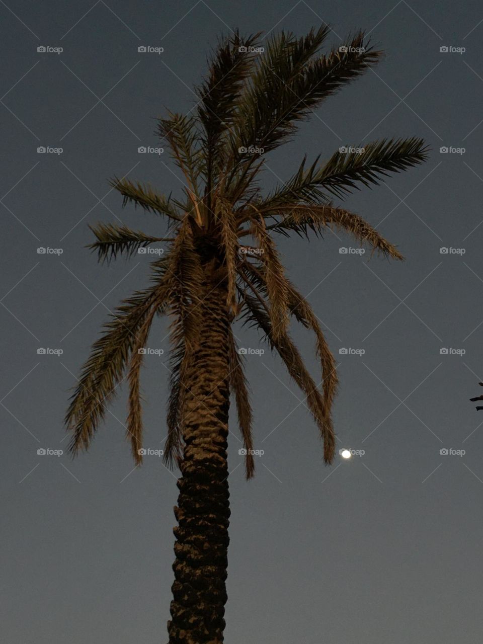 Beautiful moon behind a palm tree 