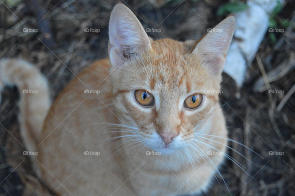 ginger cat