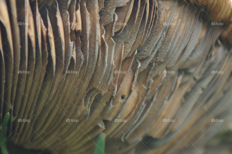 Mushroom close up