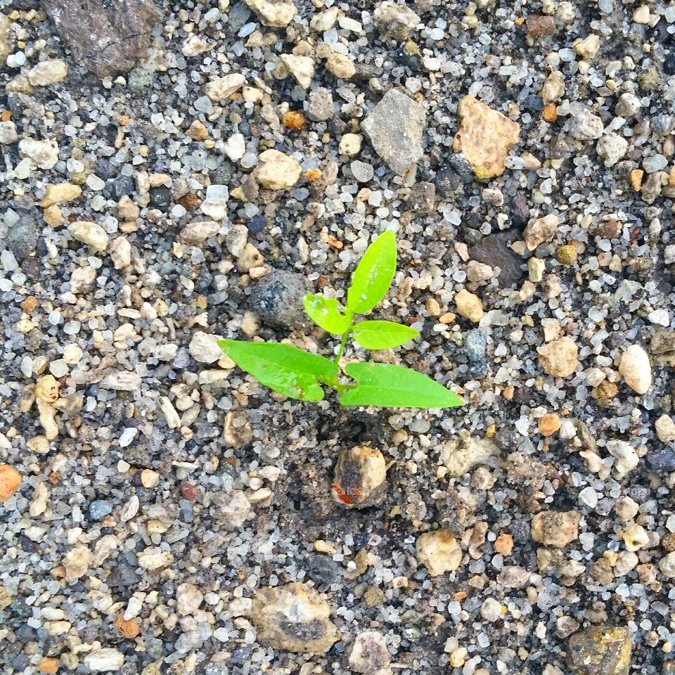 Wild plant growing in the sand...