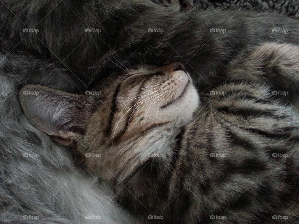 Two of our three cats Leo and Tusse. Both had a rough start living outdoors and not being cared for. We have adopted all cats and they are adorable both to people and to each other. 😻😻😻😻😻