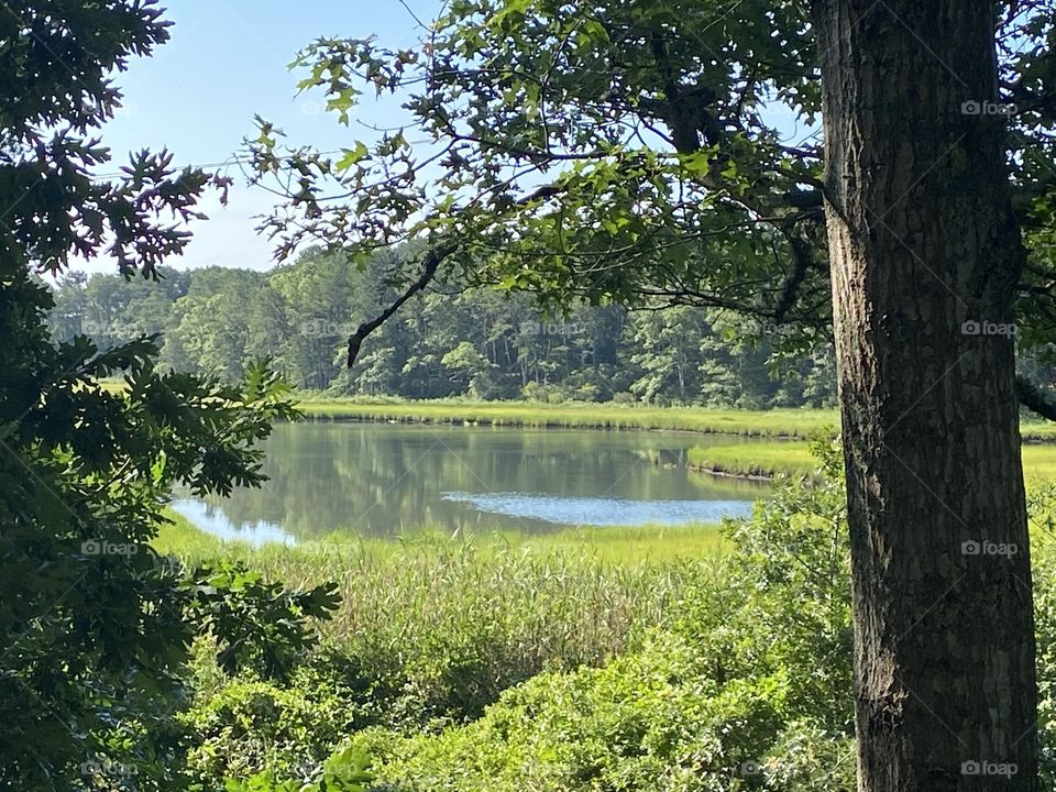Marsh off Cape Cod Rail Trail