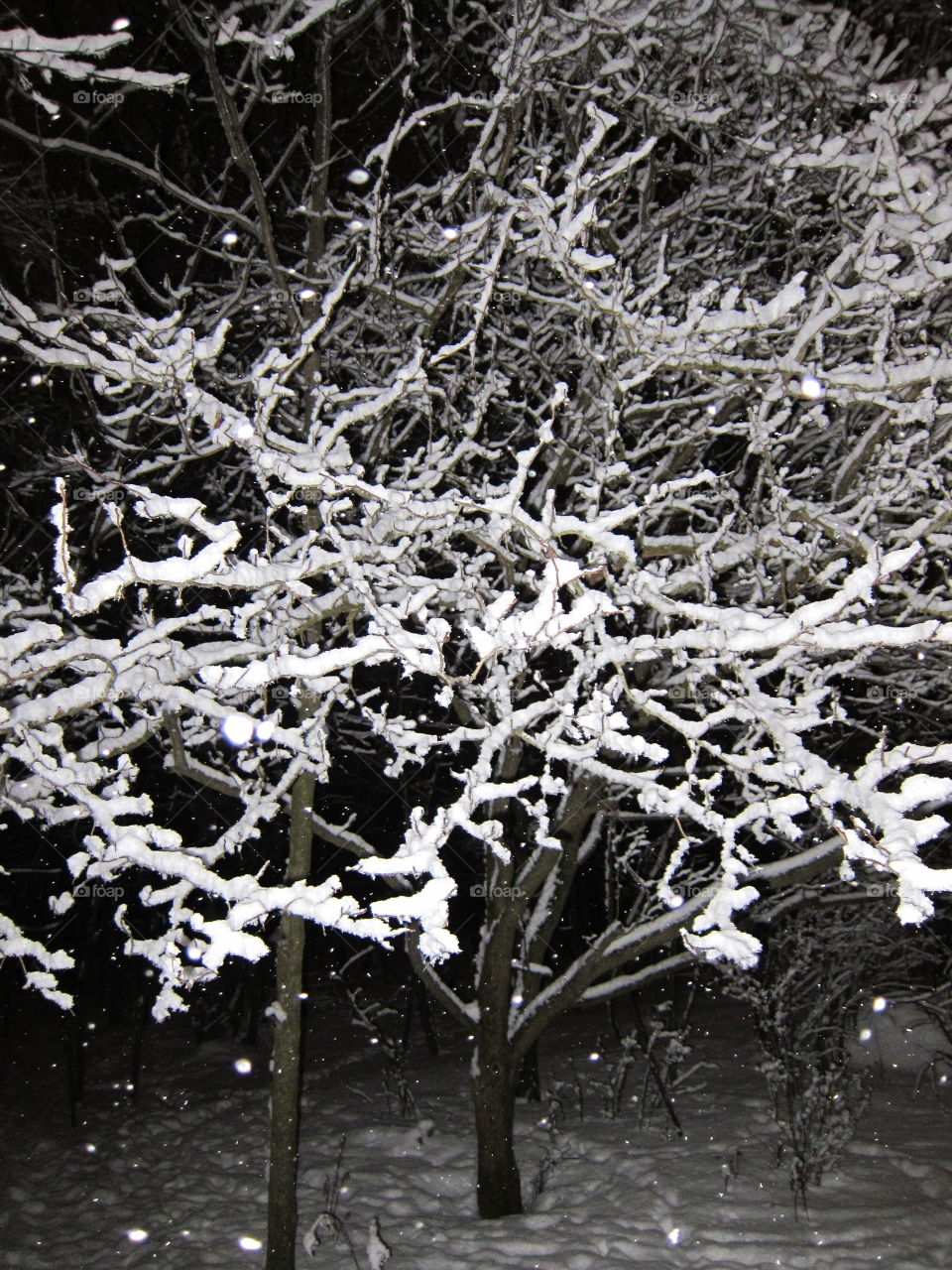 Snow branches 