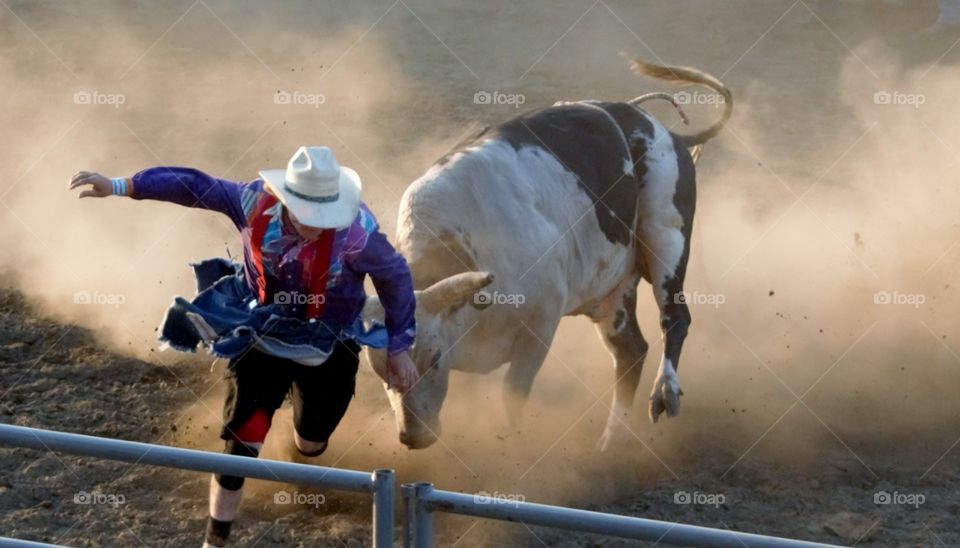 Rodeo Clown. running from the bull
