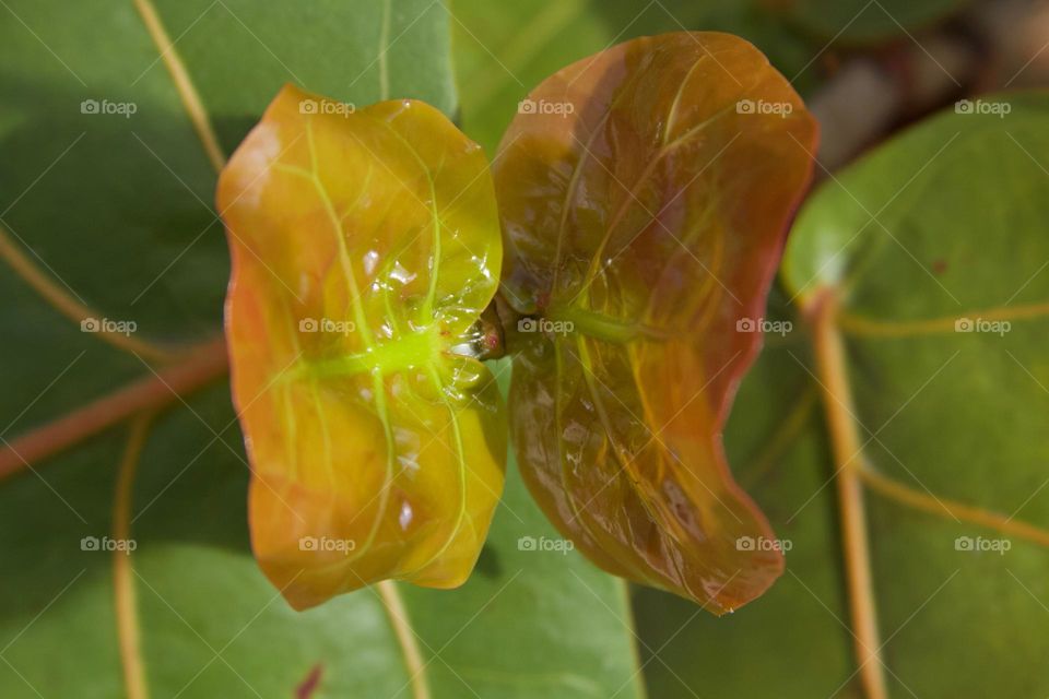 New Sea Grape Leaves