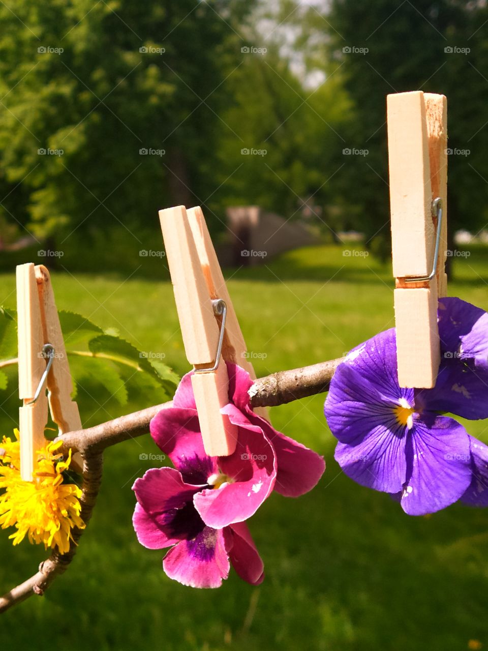 Three multi-colored flowers attached with wooden clothespins to a tree branch against a background of summer greenery