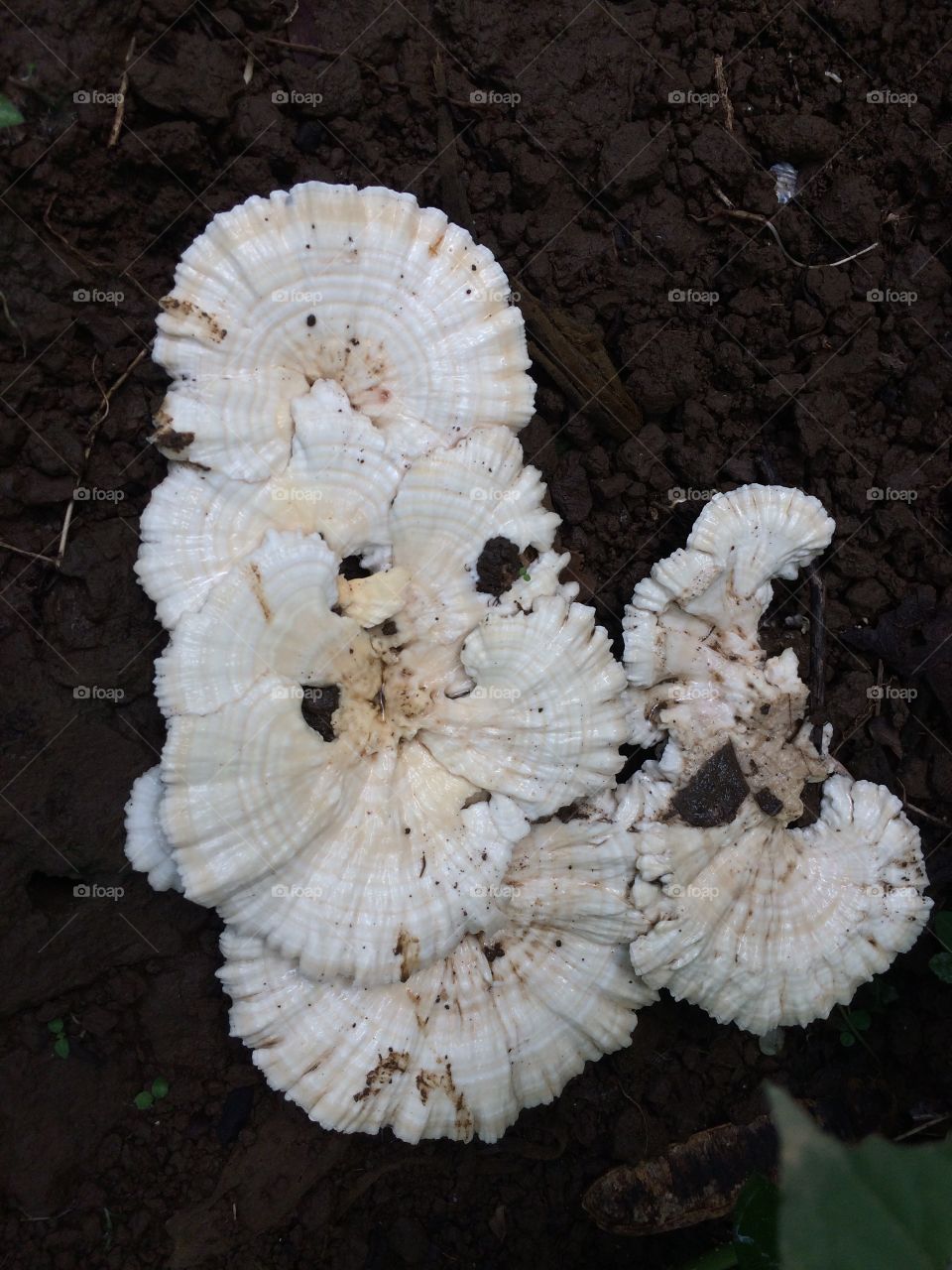 jamur putih rimbun