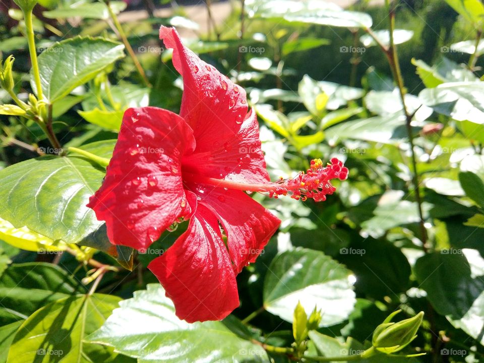 red hibiscus with rain drop