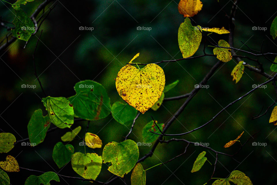 yellow leaf