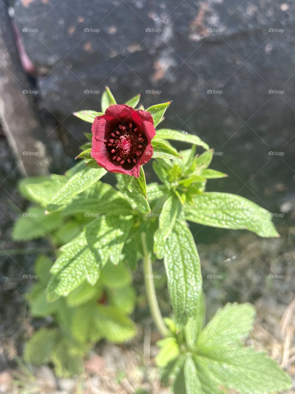 Pretty little flower 🌹