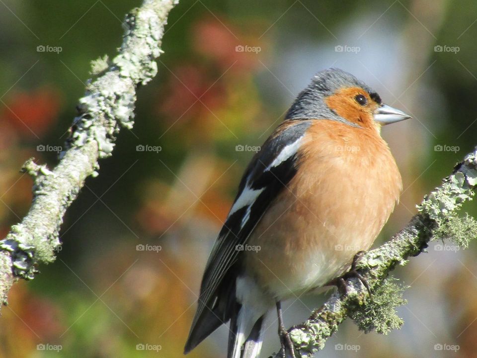 chaffinch at spring time