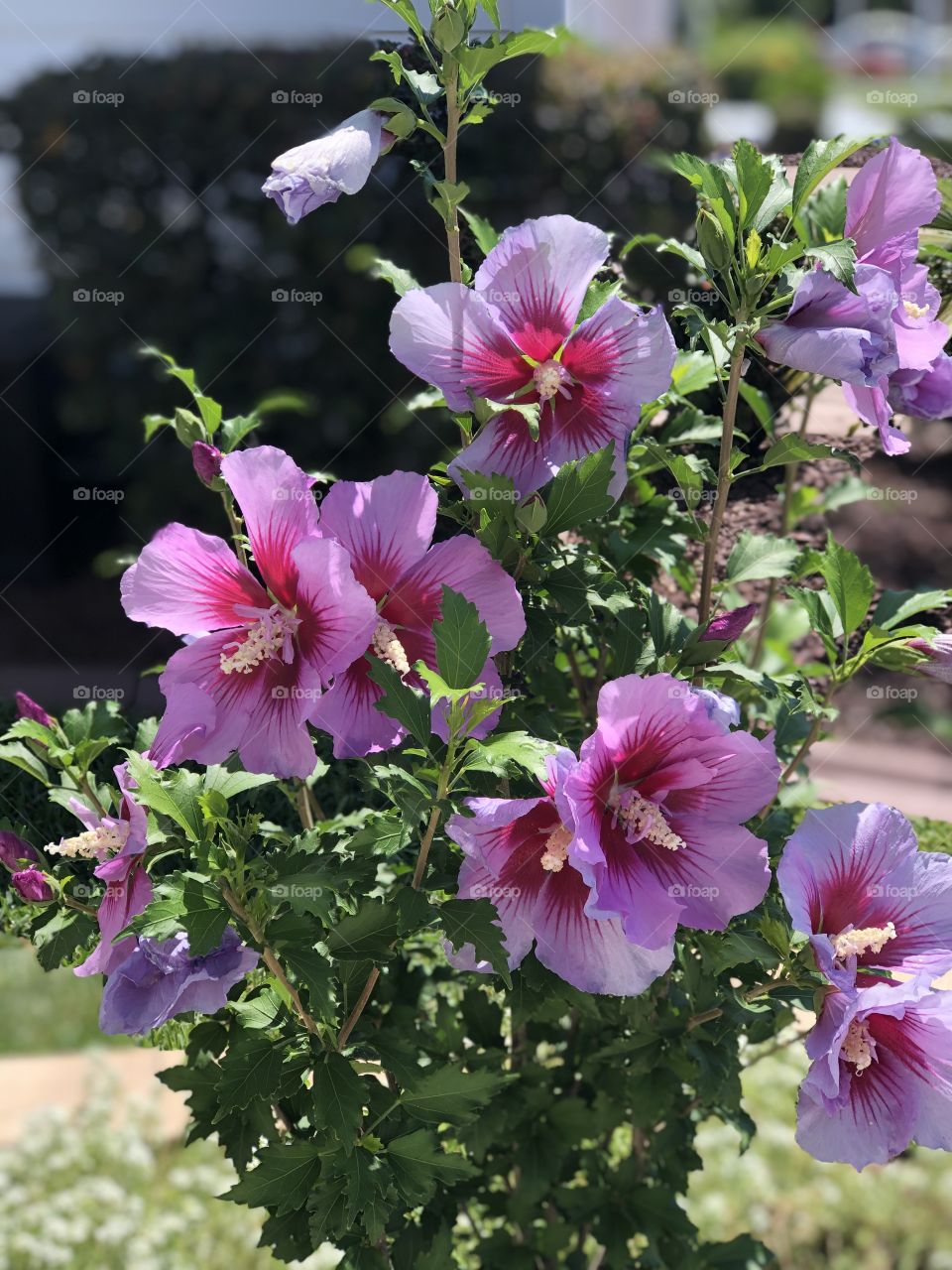 Rose of Sharon