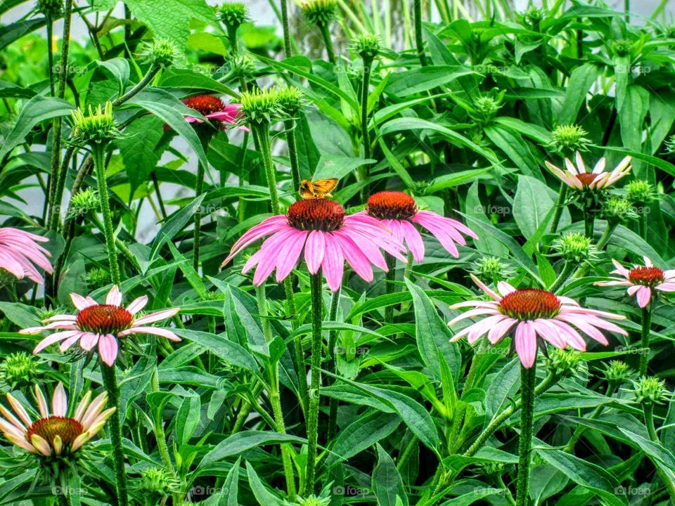 Purple cone flower