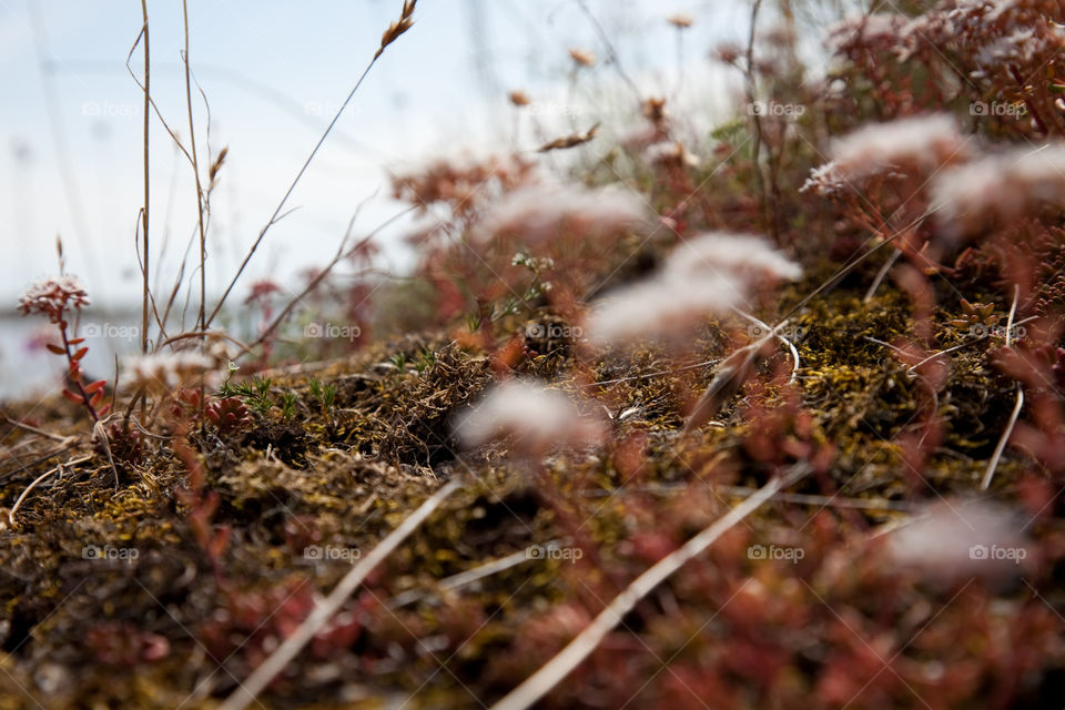 Close-up of plant