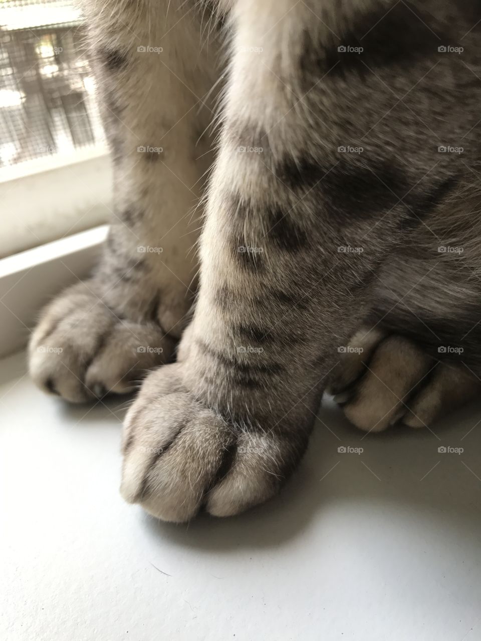 Cat paws!