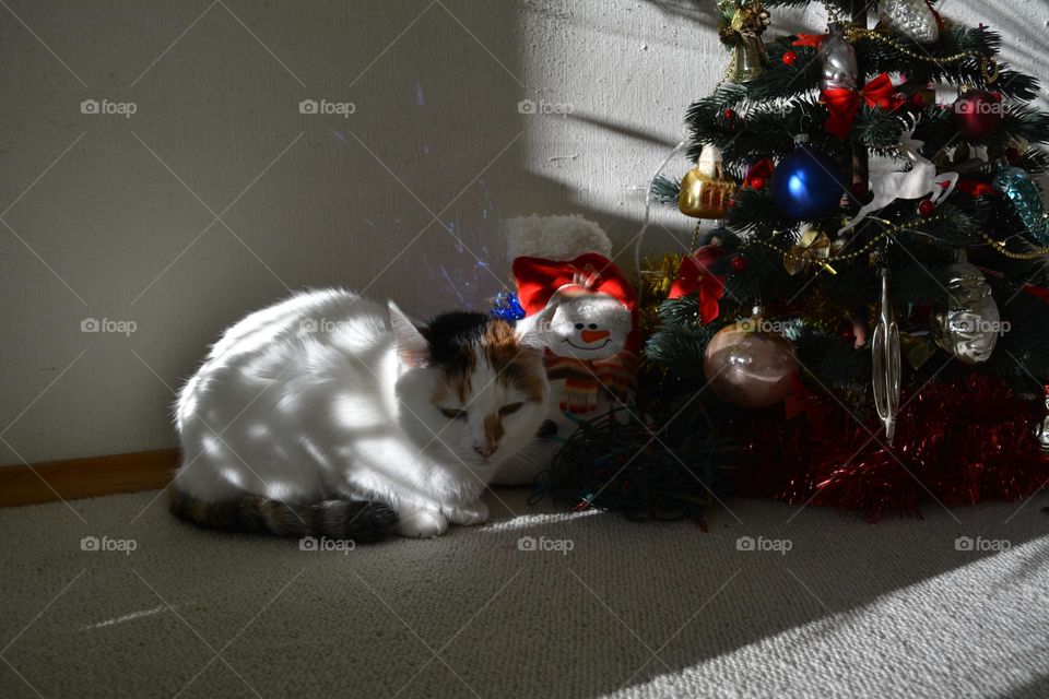 cat and Christmas gifts winter holiday