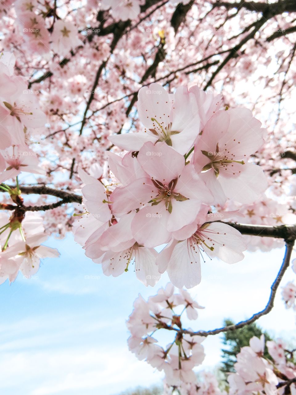 flowering trees in spring on a sunny day