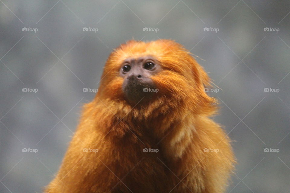 Golden Lion Tamarin 