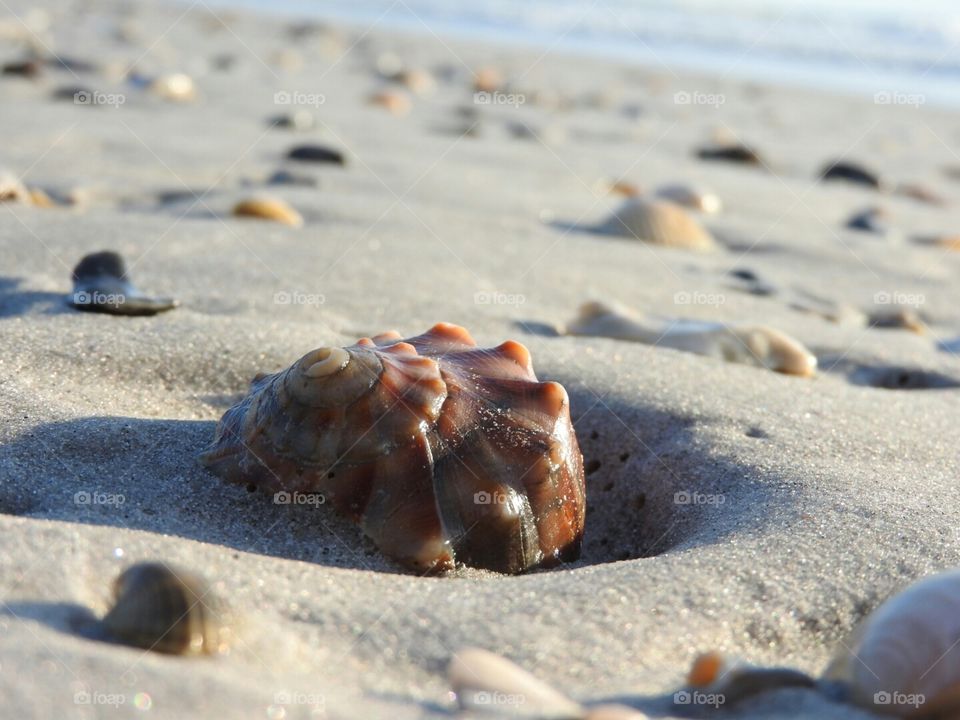 Seashell in the sand