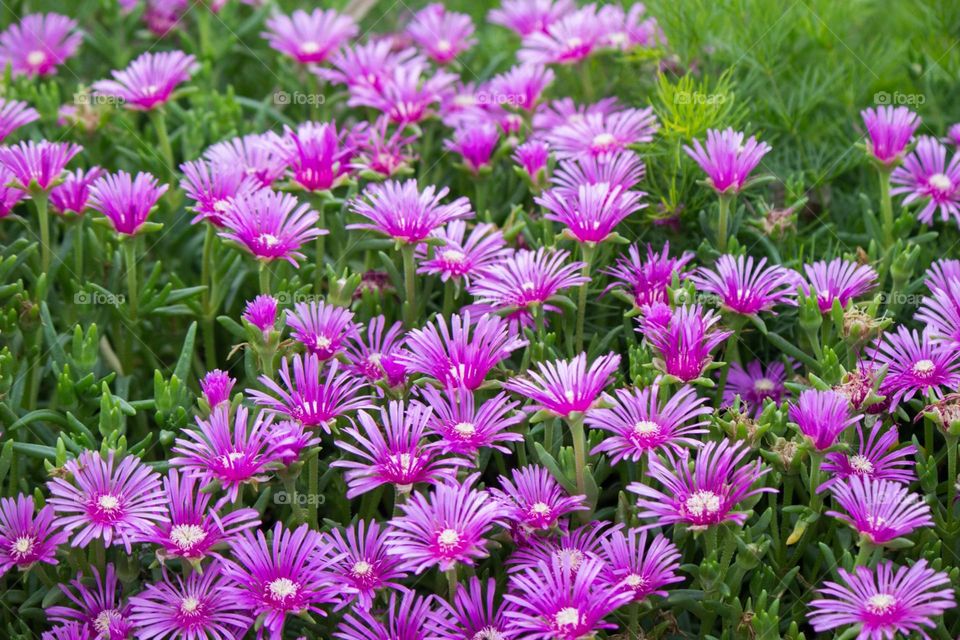 Delosperma flowers