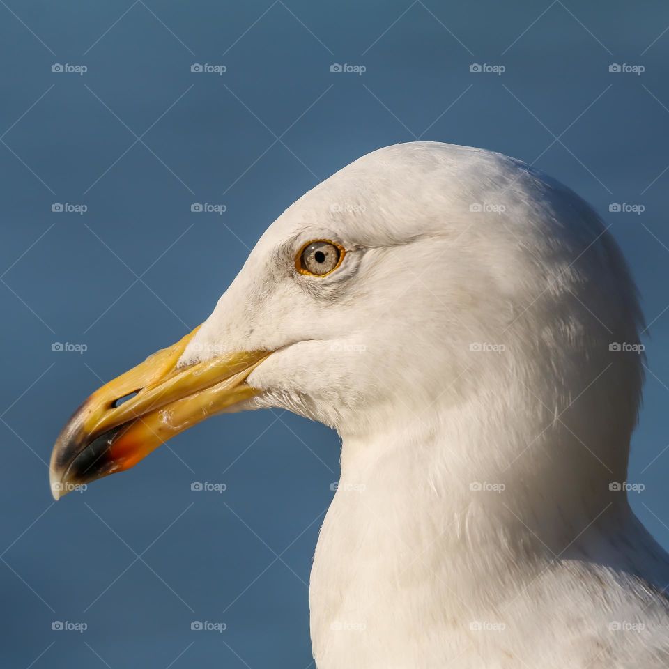 Seagull close-up portrait