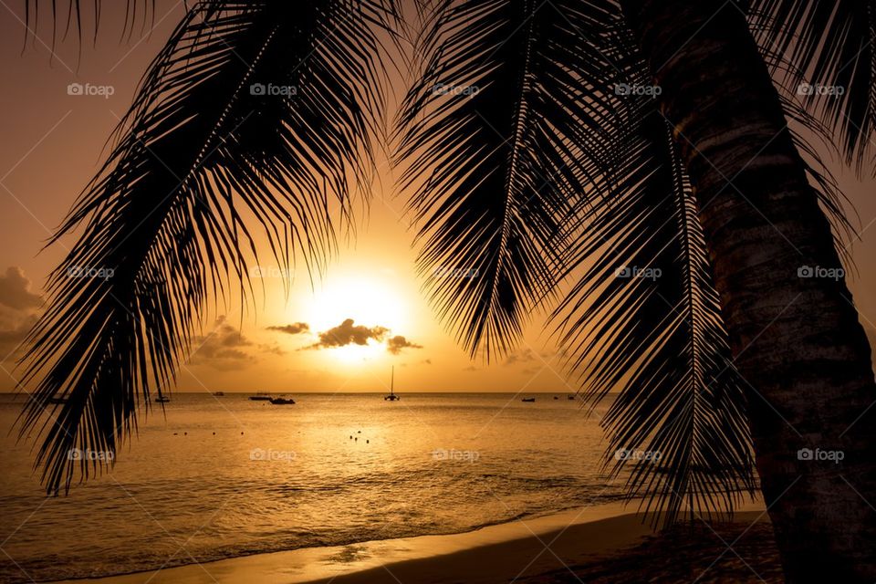 Silhouette of palm tree at beach during sunset