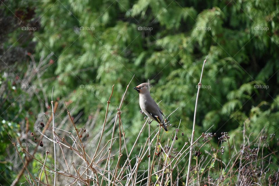 A Bohemian waxwing eating berries in the garden 