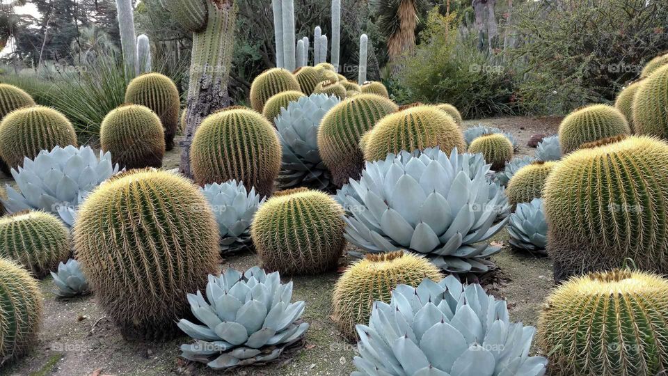 Desert Cactus garden