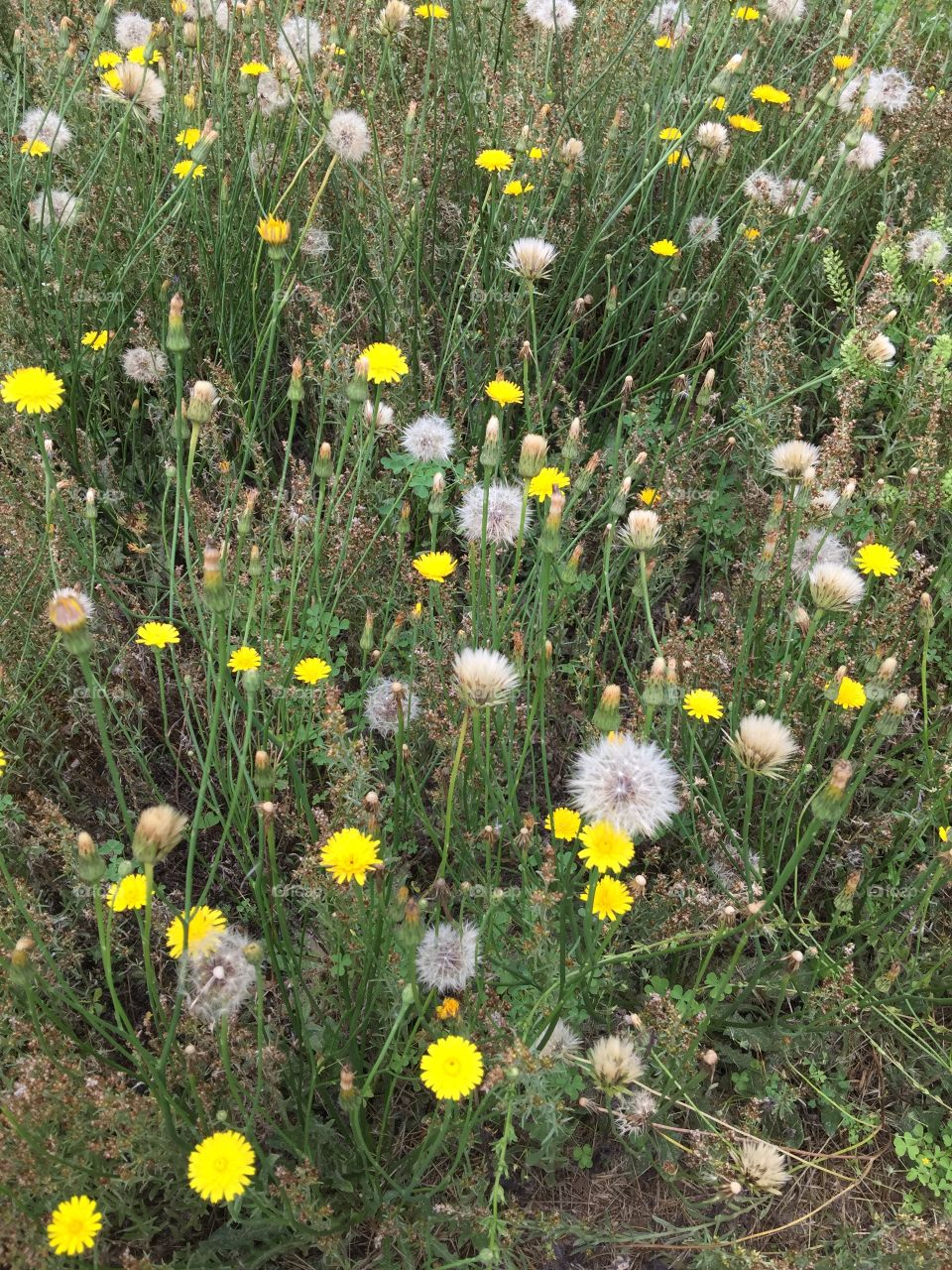 Wild flowers