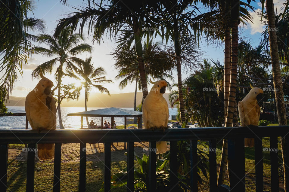 Living in paradise \\ Lovely cockatoos on my balcony at dusk
