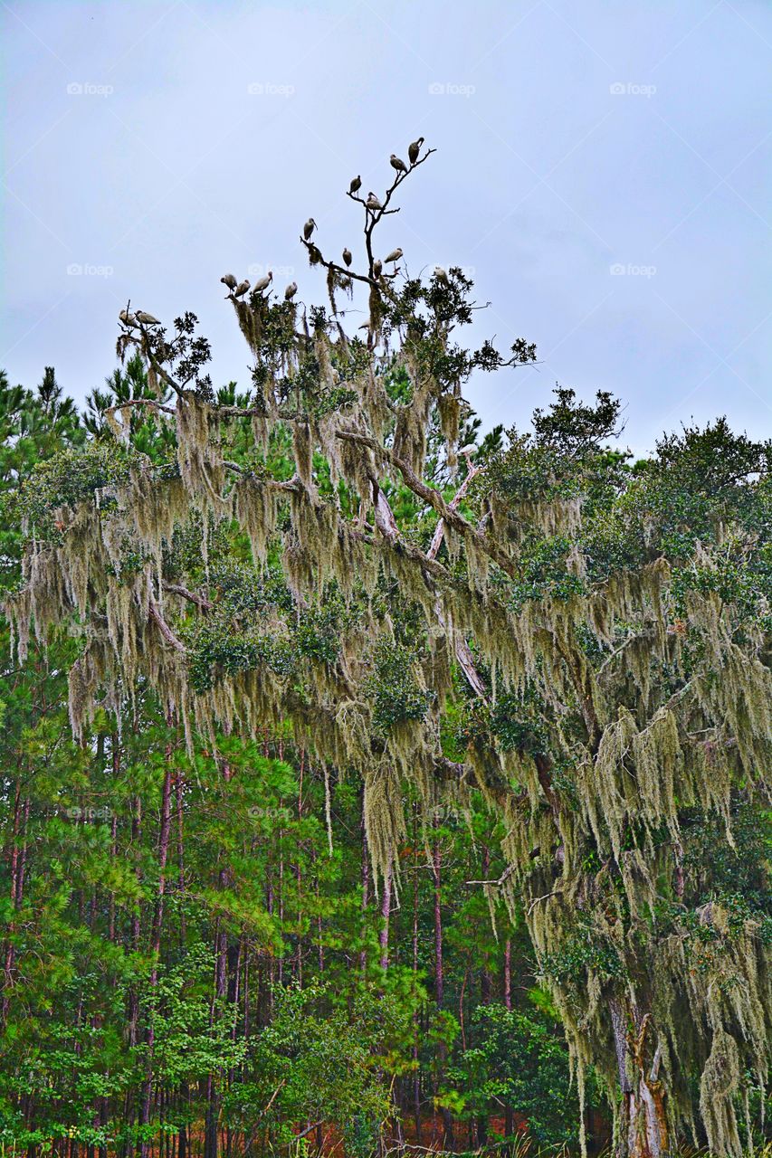 Birds in a tree