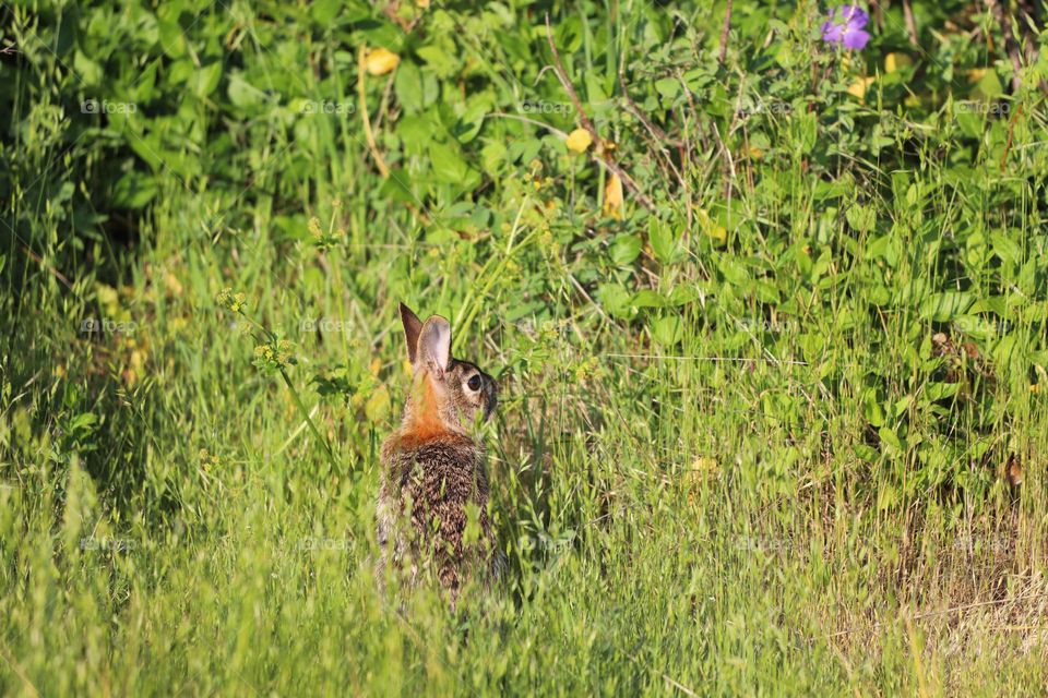 Bunny in springtime