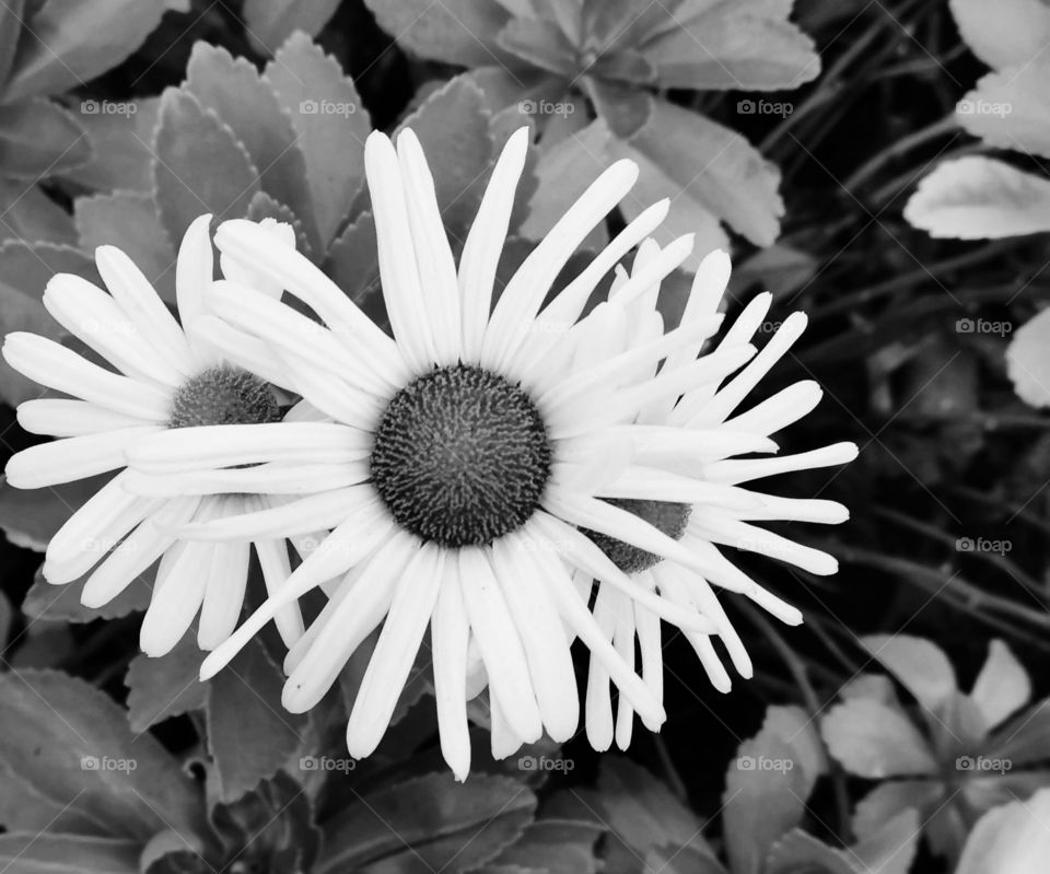 Black and white photo of a flower