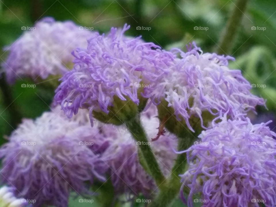 Blue Floss Flower