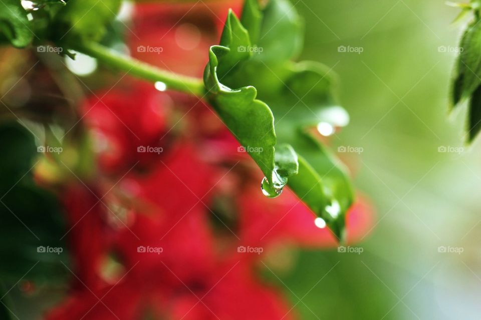 Close-up of leaf with raindrop