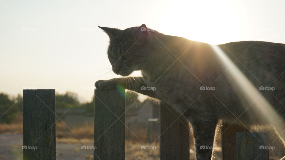 Sunset#cat#animal#nature#moment#magic#wild