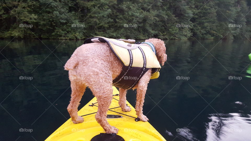 Pup of the Kayak