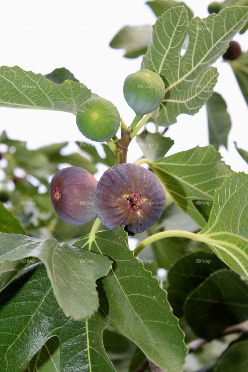 Figs