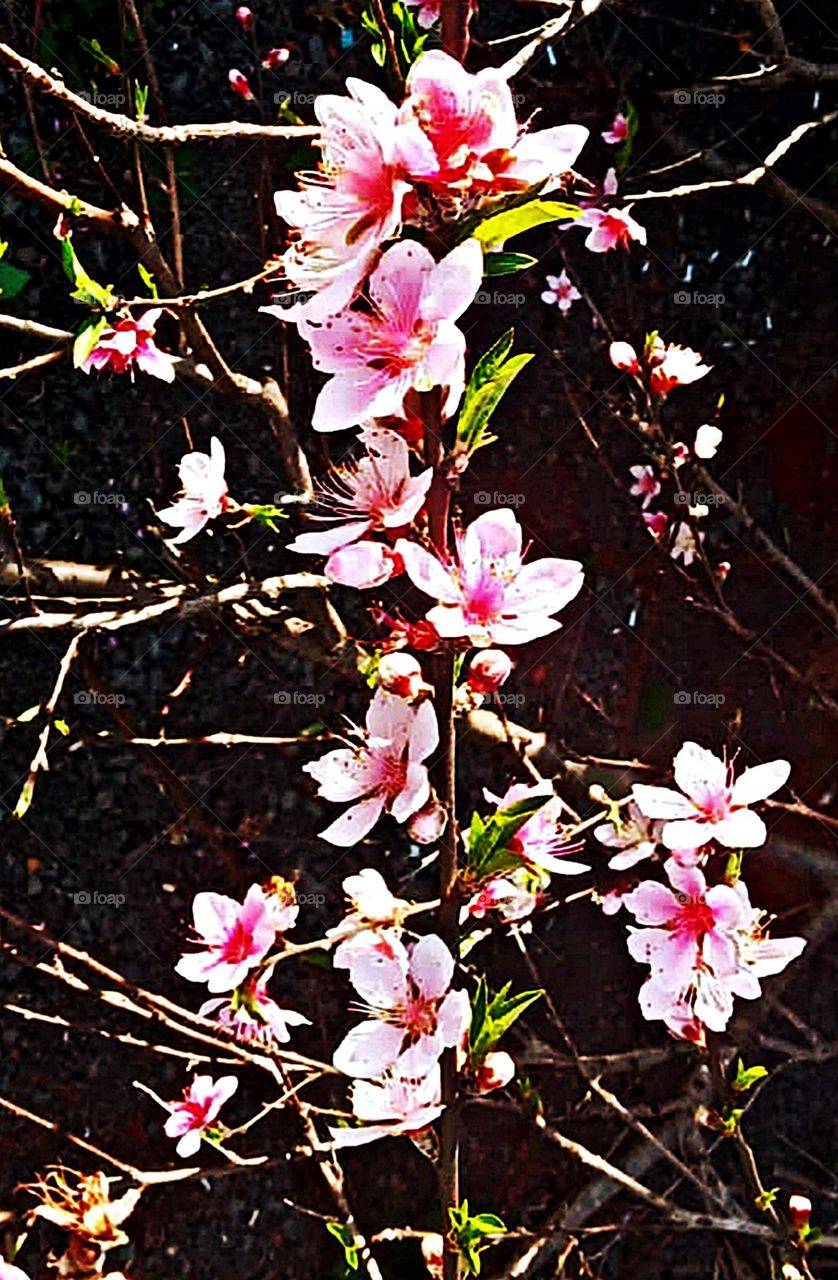 Flores de pessegueiro