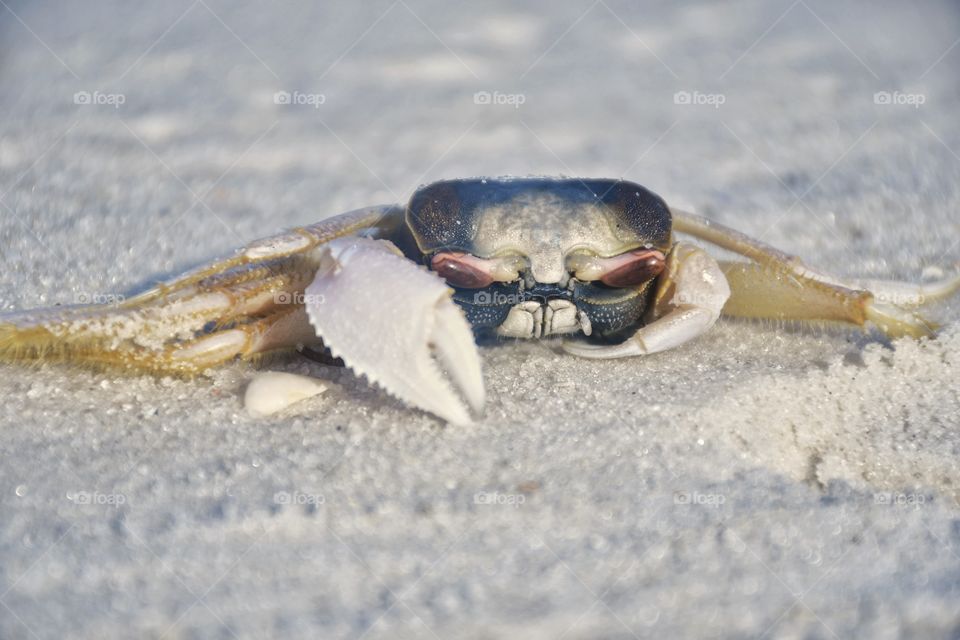 Crab on beach
