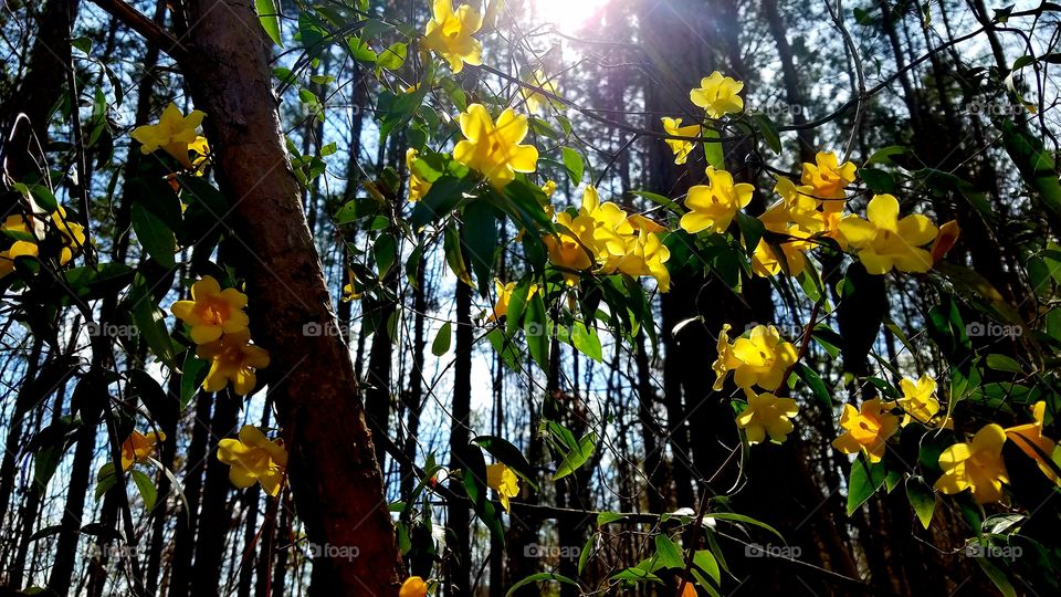 yellow honeysuckle vine on trees in bloom