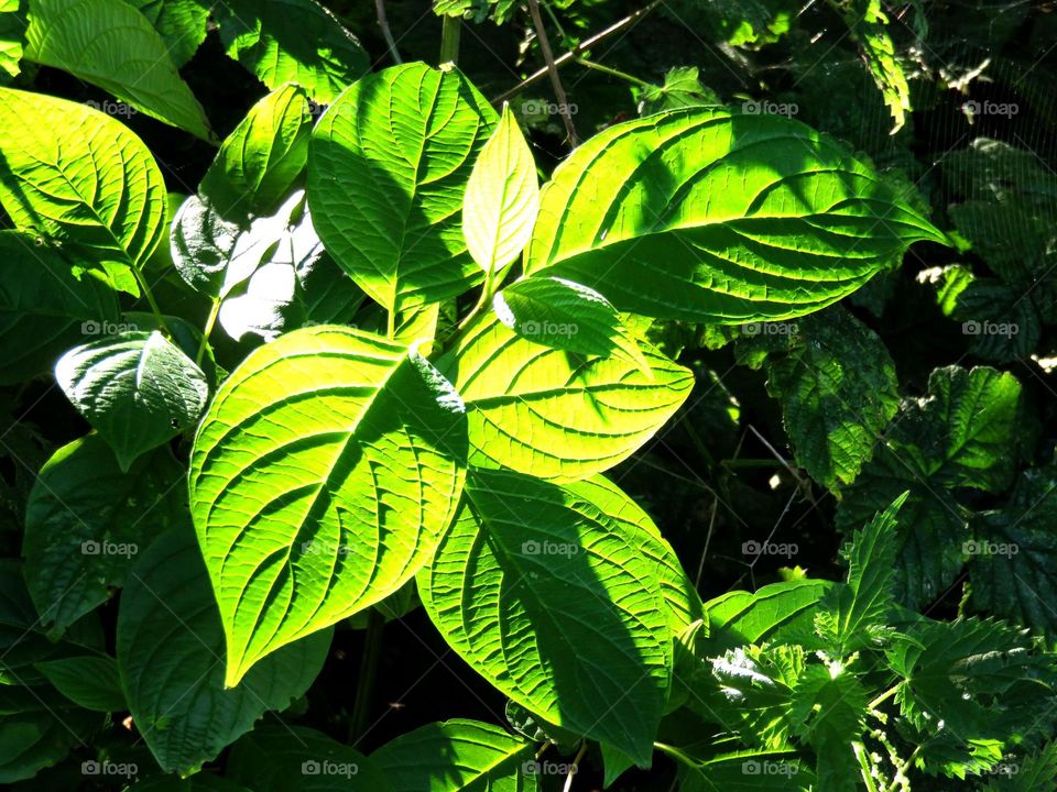 translucent vegetation