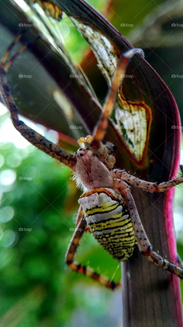 spider