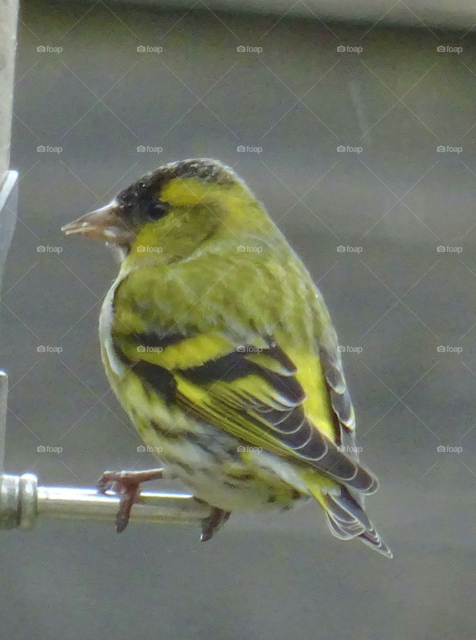 Siskin 
