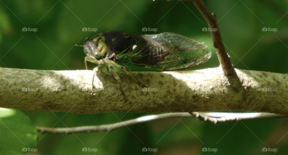 Cicadas 