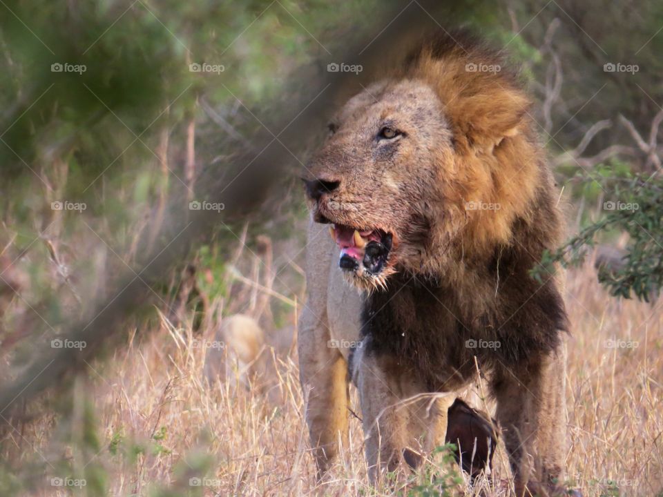 Male lion 