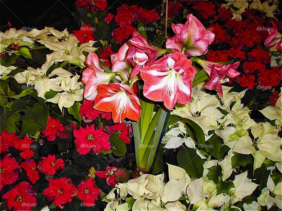 Hippeastrum puniceum stands tall among red and green flowers. 