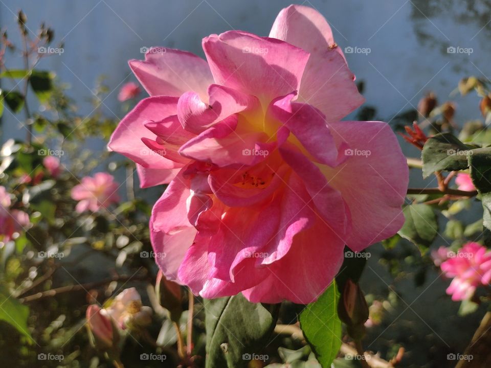 photograph of a rose