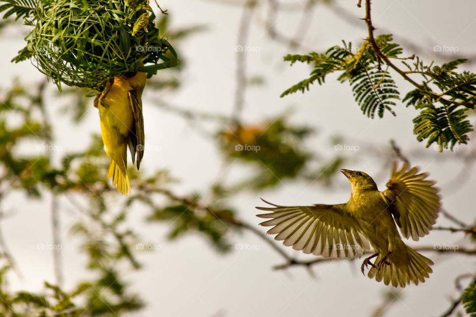 weaver flying to nest being built