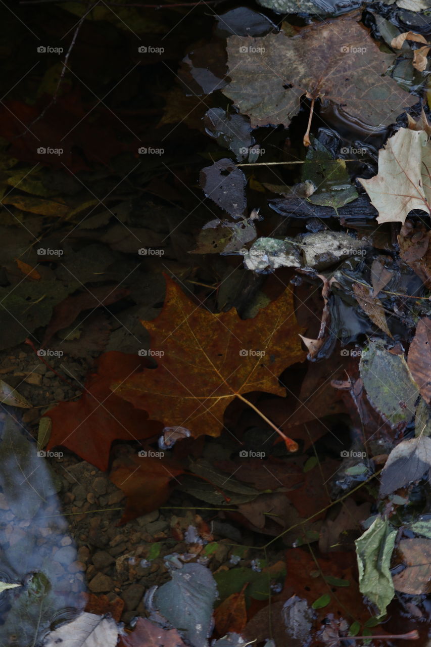 Falling leaves in water